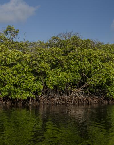 story_banner_mangroves_colombia